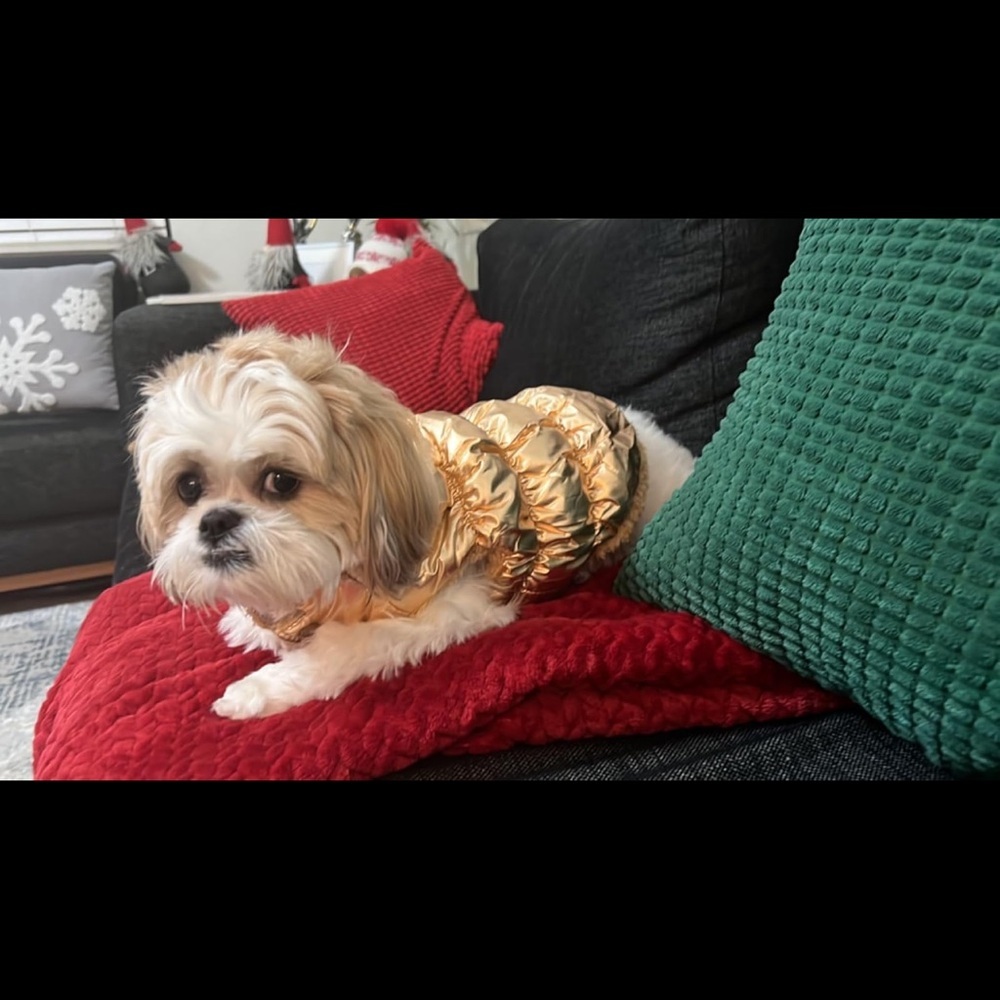 Brand new gold metallic dog puffer coat
Perfect for cold weather walks! - Picture 5 of 6